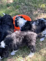 Maverick, a male Aussiedoodle for sale in Madisonville, TX – 4 of 7