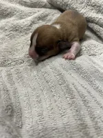 Peanut, a male Chihuahua for sale in Madisonville, TX – Photo 3 of 3