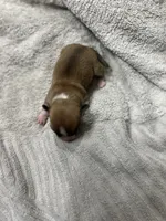 Peanut, a male Chihuahua for sale in Madisonville, TX – Photo 1 of 3