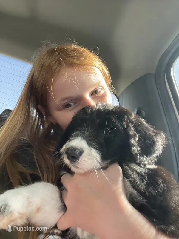Bella – Aussiedoodle puppy for sale in Madisonville, TX