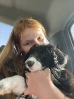 Bella, a female Aussiedoodle for sale in Madisonville, TX – 1 of 7