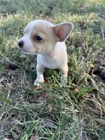 Taki, a male Chihuahua for sale in Madisonville, TX – 3 of 3