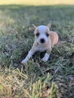 Princess, a female Chihuahua for sale in Madisonville, TX – 3 of 4
