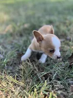 Princess, a female Chihuahua for sale in Madisonville, TX – 2 of 4