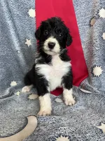 Bella, a female Aussiedoodle for sale in Madisonville, TX – 3 of 5