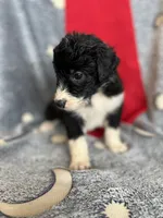 Bella, a female Aussiedoodle for sale in Madisonville, TX – 2 of 5