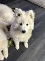 processed/c1a72ae7-acf7-45fc-92bf-92235212db19/listing/d4de26a4-ca70-4e58-b27f-e7e7266d0e0e/07e87861-eaef-4467-99cc-7738bc7ba5d2