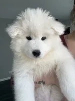 processed/c1a72ae7-acf7-45fc-92bf-92235212db19/listing/d4de26a4-ca70-4e58-b27f-e7e7266d0e0e/3a788608-0935-4c23-aa4f-716ddd3189ae