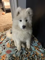 processed/c1a72ae7-acf7-45fc-92bf-92235212db19/listing/d4de26a4-ca70-4e58-b27f-e7e7266d0e0e/54dfb75d-aa51-49d8-ba33-cd893d094220