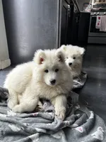 processed/c1a72ae7-acf7-45fc-92bf-92235212db19/listing/d4de26a4-ca70-4e58-b27f-e7e7266d0e0e/55dce5be-d696-4b0e-bdfc-810755a915f0