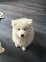 Tokyo💜, a male Samoyed for sale in Round Lake Beach, IL – Photo 6 of 6