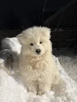Tokyo💜, a male Samoyed for sale in Round Lake Beach, IL – Photo 1 of 6