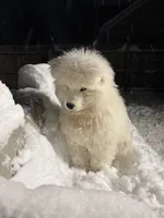 Tokyo💜, a male Samoyed for sale in Round Lake Beach, IL – Photo 4 of 6
