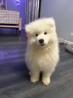 Tokyo💜, a male Samoyed for sale in Round Lake Beach, IL – Photo 5 of 6