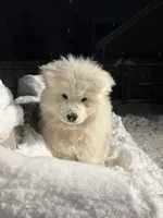 Tokyo💜, a male Samoyed for sale in Round Lake Beach, IL – Photo 2 of 6