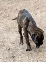 Junior, a male Cane Corso for sale in Olive Branch, MS – Photo 3 of 5