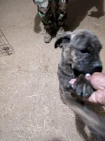 Junior, a male Cane Corso for sale in Olive Branch, MS – Photo 5 of 5