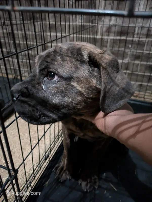 Junior – Cane Corso puppy for sale in Olive Branch, MS