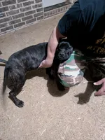 Mary, a female Cane Corso for sale in Olive Branch, MS – Photo 5 of 6