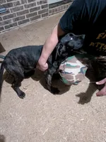 Mary, a female Cane Corso for sale in Olive Branch, MS – Photo 6 of 6