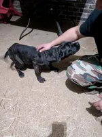 Mary, a female Cane Corso for sale in Olive Branch, MS – Photo 3 of 6