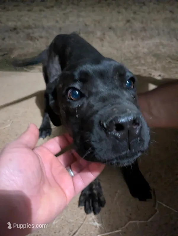 Mary, a female Cane Corso for sale in Olive Branch, MS – Photo 1 of 6