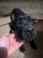 Mary, a female Cane Corso for sale in Olive Branch, MS – Photo 1 of 6