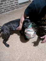 Mary, a female Cane Corso for sale in Olive Branch, MS – Photo 4 of 6