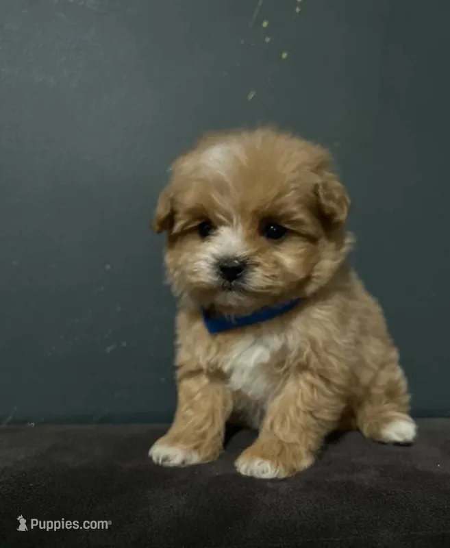 Ciri – Maltipoo puppy for sale in Brooklyn, NY