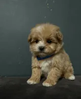 Ciri, a female Maltipoo for sale in Brooklyn, NY – 1 of 3