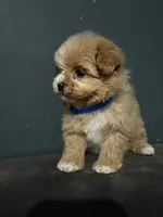 Ciri, a female Maltipoo for sale in Brooklyn, NY – 2 of 3