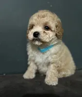 Jamie, a male Maltipoo for sale in Brooklyn, NY – 3 of 3