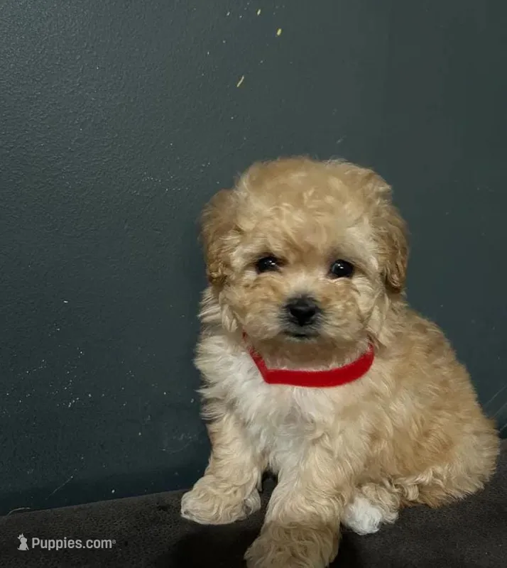 Nayla – Maltipoo puppy for sale in Brooklyn, NY