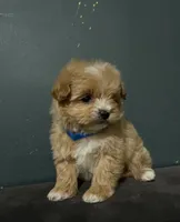 Ciri, a female Maltipoo for sale in Brooklyn, NY – 3 of 3