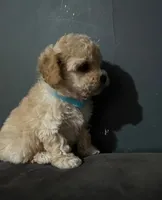 Jamie, a male Maltipoo for sale in Brooklyn, NY – 2 of 3