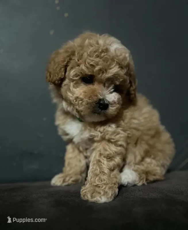 Nikki  – Maltipoo puppy for sale in Brooklyn, NY