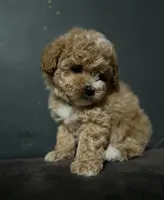 Nikki , a female Maltipoo for sale in Brooklyn, NY – 1 of 3