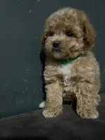 Nikki , a female Maltipoo for sale in Brooklyn, NY – 3 of 3