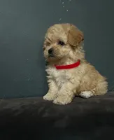 Nayla, a female Maltipoo for sale in Brooklyn, NY – 2 of 3