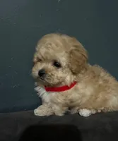 Nayla, a female Maltipoo for sale in Brooklyn, NY – 3 of 3