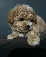 Nikki , a female Maltipoo for sale in Brooklyn, NY – 2 of 3