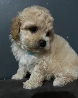 Jamie, a male Maltipoo for sale in Brooklyn, NY – 1 of 3