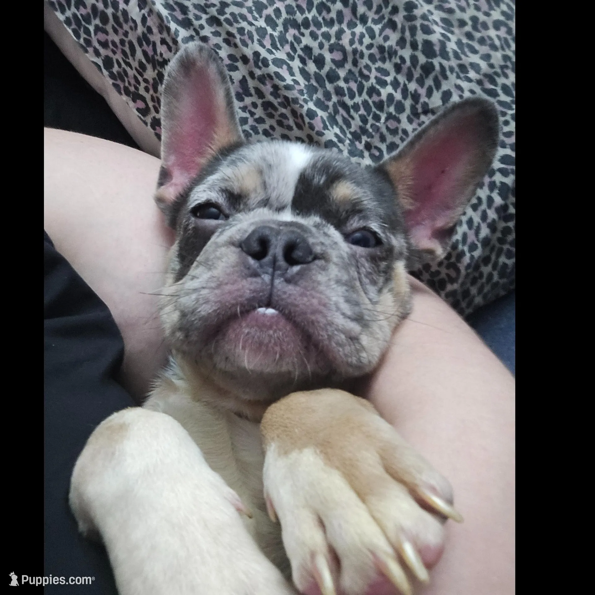 Cosmo, a male French Bulldog for sale in Sacramento, CA – Photo 6 of 10