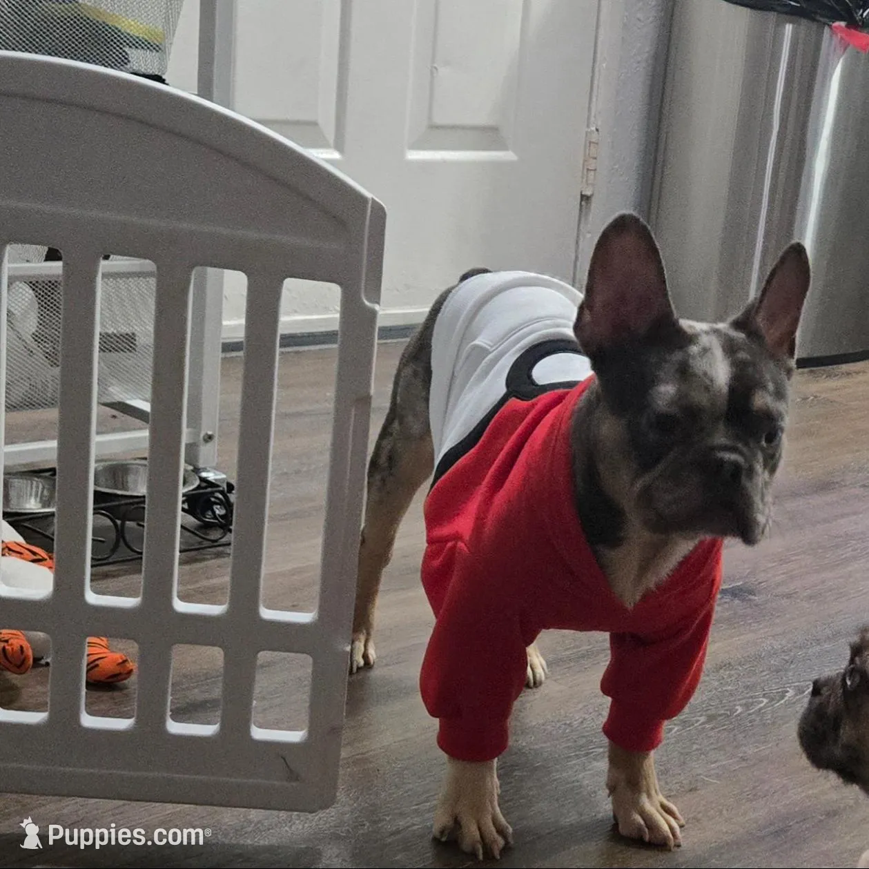 Cosmo, a male French Bulldog for sale in Sacramento, CA – Photo 5 of 10