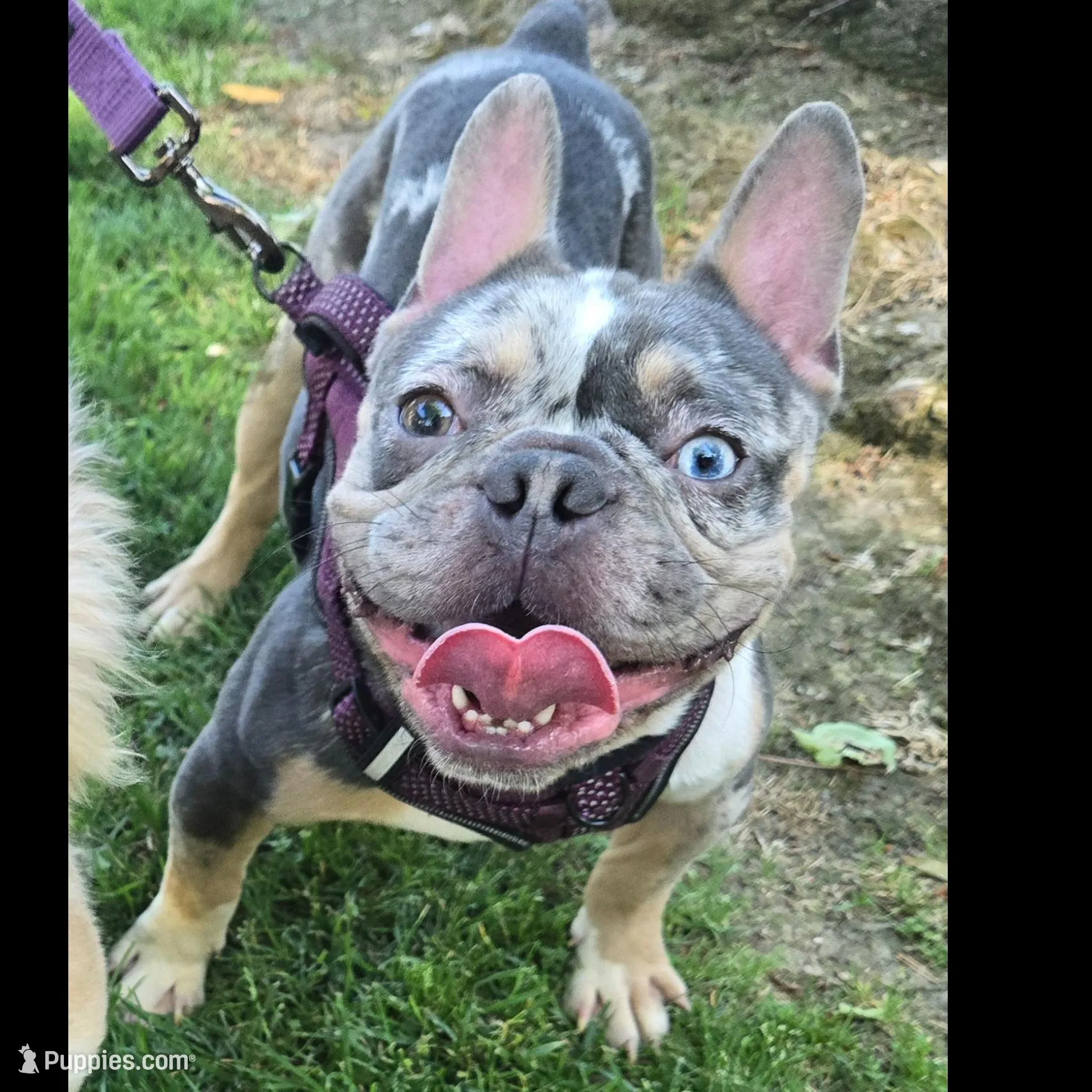 Cosmo, a male French Bulldog for sale in Sacramento, CA – Photo 2 of 10