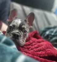 Cosmo, a male French Bulldog for sale in Sacramento, CA – Photo 10 of 10