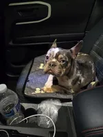 Cosmo, a male French Bulldog for sale in Sacramento, CA – Photo 8 of 10