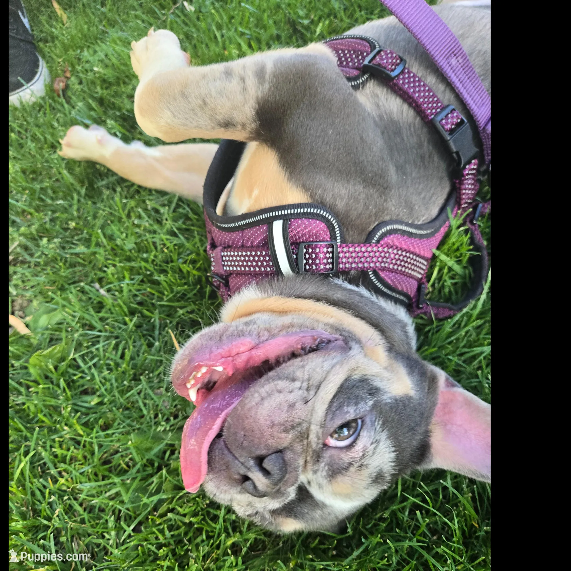 Cosmo, a male French Bulldog for sale in Sacramento, CA – Photo 3 of 10