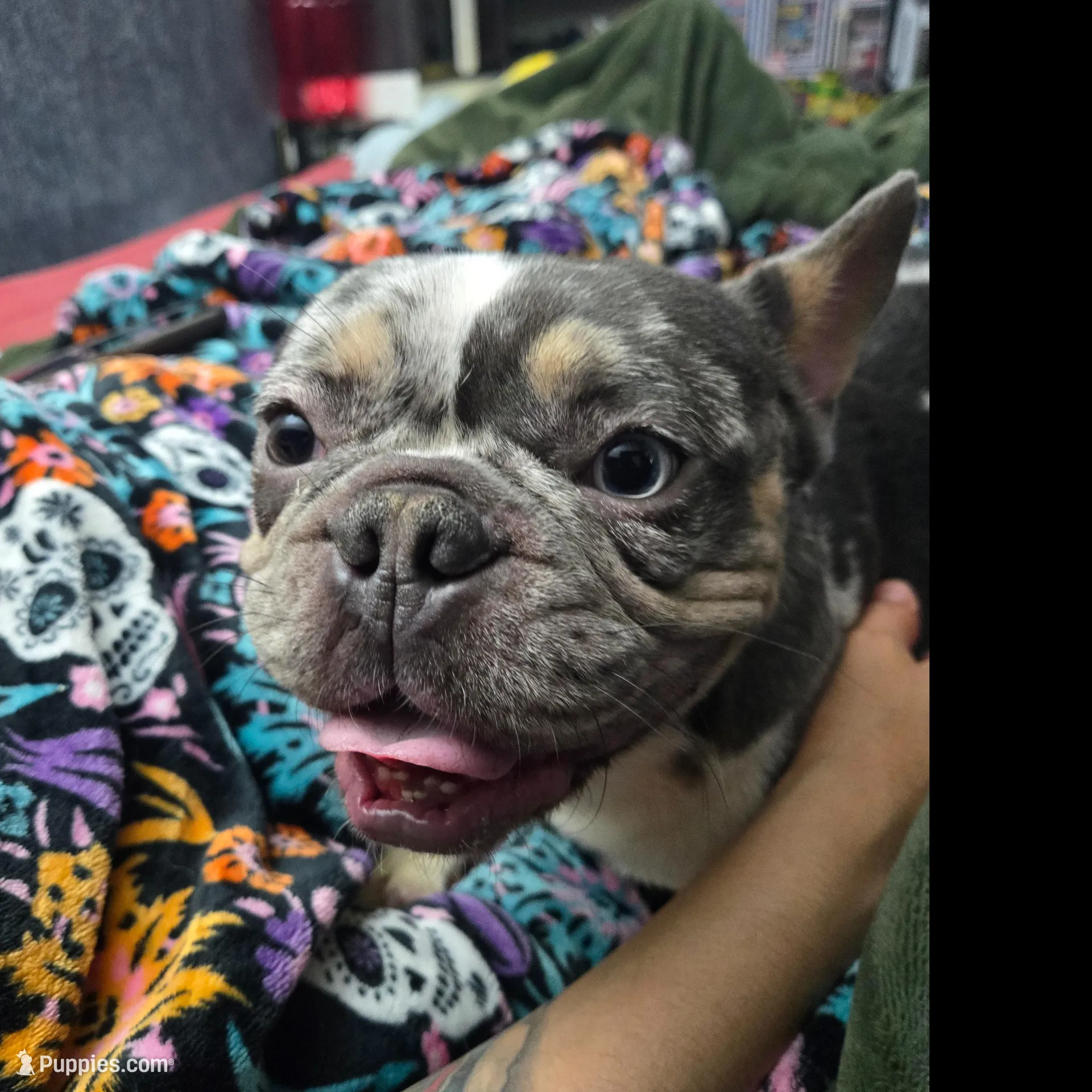 Cosmo, a male French Bulldog for sale in Sacramento, CA – Photo 4 of 10