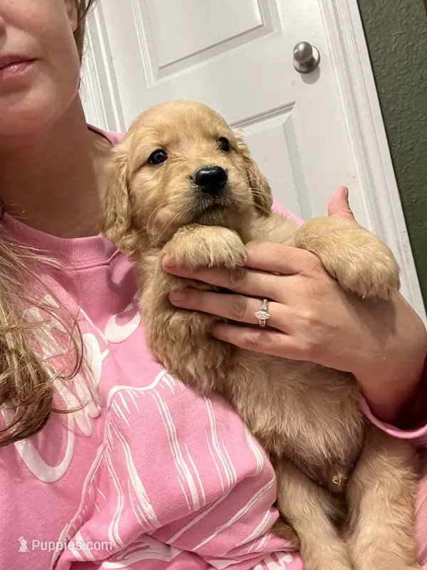 AKC MAGGIE – Golden Retriever puppy for sale in Rockwall, TX